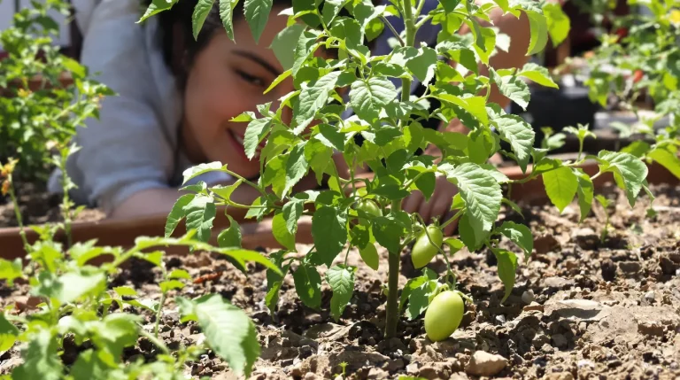 Le mildiou des tomates se combat désormais, et ce n&rsquo;est pas une question de traitement